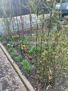 der Frühling naht - 