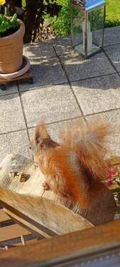 Gartenbesucher - 
