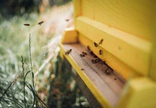 Special - Urban Beekeeping - 