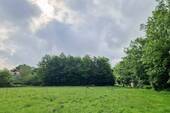 Wiese im Sommer - 