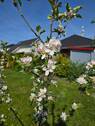 Frühling genießen - 