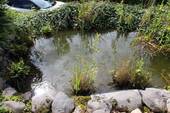 Gartenteich bei der Terrasse - 