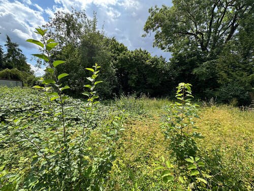 Garten-hinterer-Teil - Sonniges Grundstück für Wohnzwecke in Lechhausen