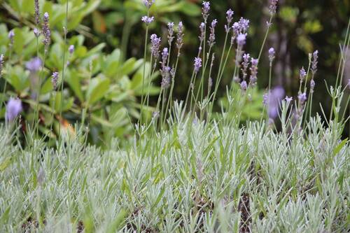 GARTENDETAIL - 