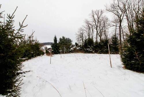 Blick in den Garten - 