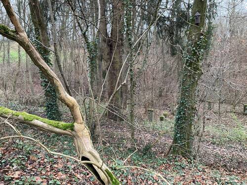 Grundstück - 5 Zimmer Einfamilienhaus zum Kaufen in Neudrossenfeld