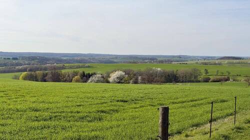 Blick auf das Waldgrundstück - 