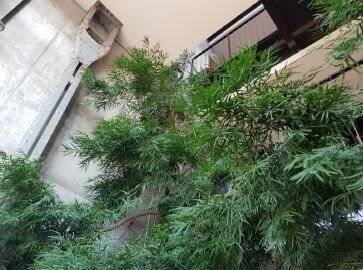 Eindruck eines begrünten Treppenhauses.JPG - 2 Zimmer Etagenwohnung zum Kaufen in Bisingen