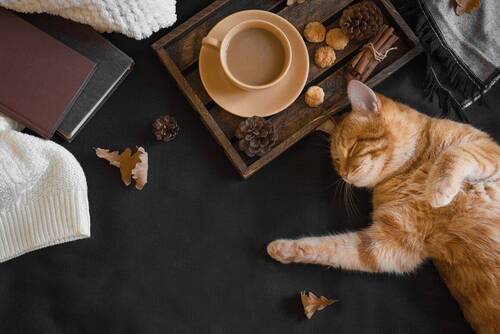 Katze - 