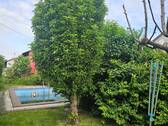 Garten-Pool - 