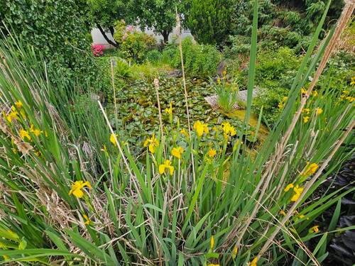 Teich - 