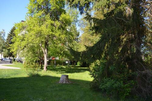 Große Bäume , perfekt zum erholen - 