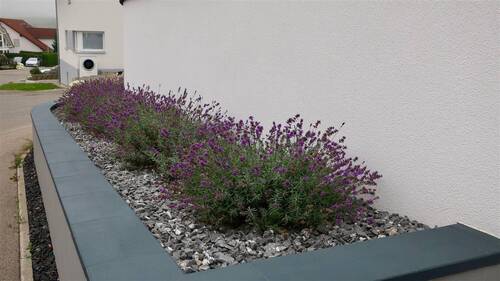 Lavendelbänke vor dem Haus - 