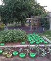 Gemüsegarten - 