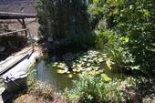 Teich und Gartenbereich - 