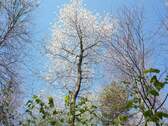 kirschbaum.jpg - 