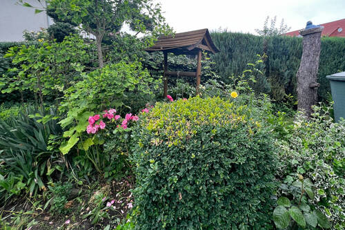 Garten mit eigenem Ginkobaum - 