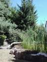 Eingewachsener Garten - 