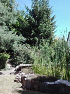Eingewachsener Garten - 