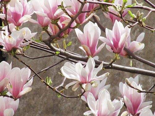 .. Baubeginn im Frühsommer 2026 ! - 