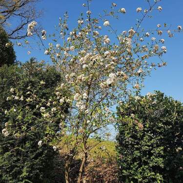 Garten Frühling.jpg - 