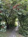 Gang zum hinteren Gartenbereich - 