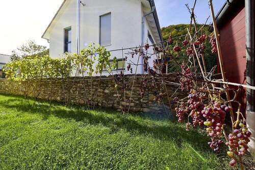 Gartenbereich mit Weinstöcken - 