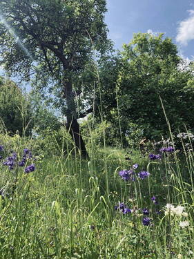 Garten hinter dem Haus - 