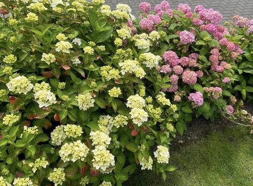 Garten - 