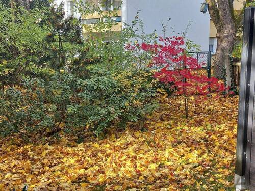 Rhododendron, Azaleen, Ahorn - 