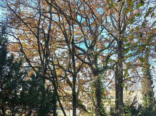 Blick auf die alte Eiche - 