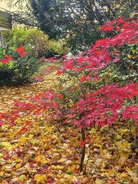 der kleine rote Ahornbaum - 