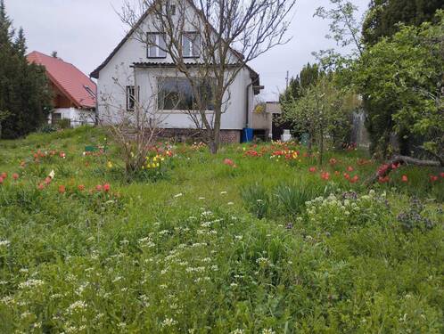 Bild 4 - 4 Zimmer Einfamilienhaus in Berlin Mahlsdorf Nord