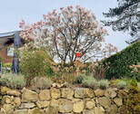 Trockenmauer Naturstein - 