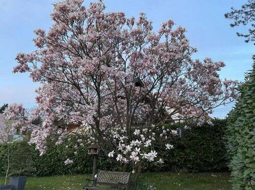 Magnolie - 