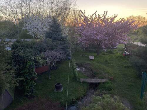 Frühling - Kirschbaumblüte - 