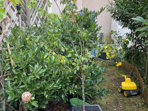 Gartenanteil - 