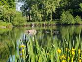 Graureiher am Kollauwanderteich - 