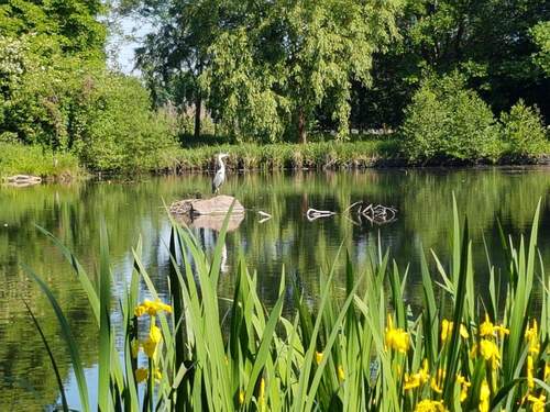 Graureiher am Kollauwanderteich - 