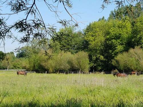 Kollau-Weiden - 