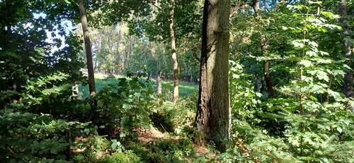 IMG-20250919-WA0005.jpg - 