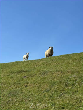 Vierbeiner aus der Nachbarschaft - 