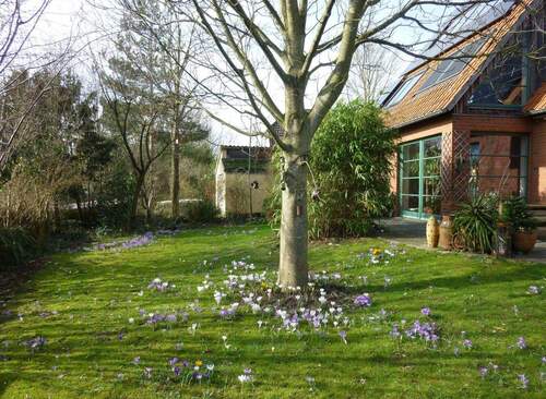 Krokusse auf der Wiese - 