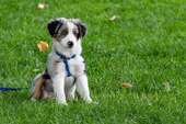 Haus für Tierfreunde - 