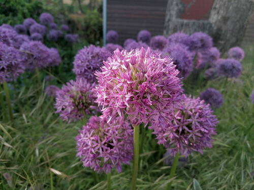 Blüten im Vorgarten - 