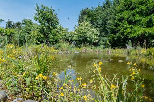 Teich - 