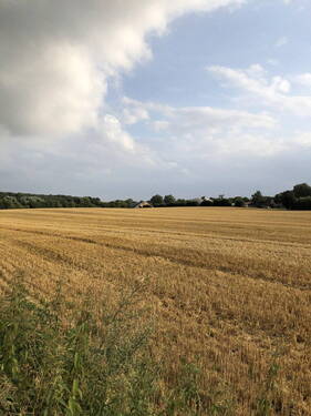Sommerblick auf die Felder - 