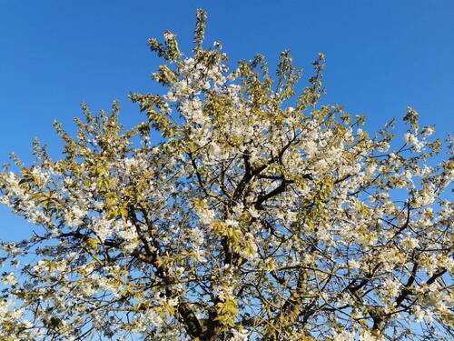 Kirschbaum in Blüte - 5 Zimmer Einfamilienhaus zum Kaufen in Lübeck