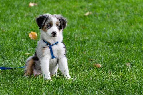 Haus für Tierfreunde - 