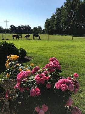 angrenzende Weiden - 